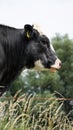 Cow in the meadow outside on the land with the farmer in the field. Provide food for milk and dairy products and meat industry. Royalty Free Stock Photo