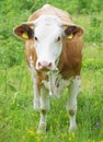 Cow in meadow