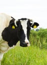 Cow in the meadow, portraite Royalty Free Stock Photo