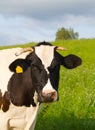 Cow in meadow, portraite Royalty Free Stock Photo
