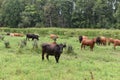 Cow in meadow. Rural composition. Cows grazing in the meadow.Cows Volyn meat, limousine, abordin Royalty Free Stock Photo