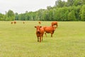 Cow in meadow. Rural composition. Cows grazing in the meadow. Cows Volyn meat, limousine, abordin Royalty Free Stock Photo