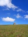Cow in the Meadow under the Blue Sky Royalty Free Stock Photo
