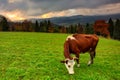 Cow on the meadow under the Tatra Mountains at autumn, Lapszanka. Poland