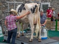 Cow milking demonstration at the Calgary Stampede