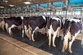 Cow milking facility Royalty Free Stock Photo