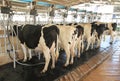 Cow milking facility