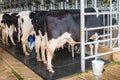Cow milking facility Royalty Free Stock Photo