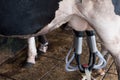Cow milking facility and mechanized milking equipment Royalty Free Stock Photo