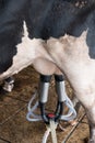 Cow milking facility and mechanized milking equipment Royalty Free Stock Photo