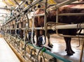 Cow milking facility and mechanized milking equipment in the milking hall Royalty Free Stock Photo