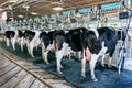 Cow milking facility with modern milking machines. Royalty Free Stock Photo