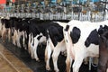 Cow Milking Factory