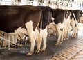 Cow milking and mechanized milking equipment Royalty Free Stock Photo