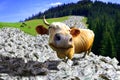 cow is in a money Royalty Free Stock Photo