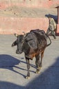 Cow at monkey temple, Jaipur, India Royalty Free Stock Photo