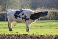 cow mooing Royalty Free Stock Photo