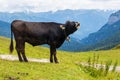 Cow mooing on the Alps Royalty Free Stock Photo