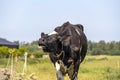 Cow mooing complaining with stretched neck and head uplifted. in a pale green pasture