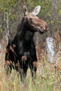Cow Moose Royalty Free Stock Photo