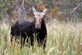 Cow Moose Royalty Free Stock Photo