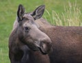 Cow Moose Royalty Free Stock Photo