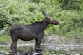 A Cow Moose Alces alces grazing in Algonquin Park, Canada in spring Royalty Free Stock Photo