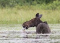 A Cow Moose Alces alces grazing in Algonquin Park, Canada in spring