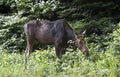 A Cow Moose Alces alces grazing in Algonquin Park, Canada in spring Royalty Free Stock Photo