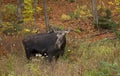 Cow Moose grazing in a field in Algonquin Park Royalty Free Stock Photo