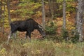 Cow Moose grazing in a field in Algonquin Park Royalty Free Stock Photo