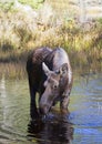 Cow Moose grazing in a pond in Algonquin Park Royalty Free Stock Photo