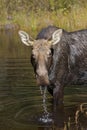 Cow Moose grazing in a pond in Algonquin Park Royalty Free Stock Photo