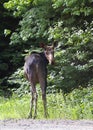 A Cow Moose Alces alces looking back at me in Algonquin Park, Canada in spring Royalty Free Stock Photo