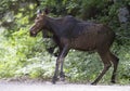 A Cow Moose Alces alces walking along a dirt road in Algonquin Park, Canada in spring Royalty Free Stock Photo