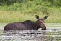 A Cow Moose Alces alces grazing in Algonquin Park, Canada in spring Royalty Free Stock Photo
