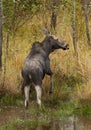 A cow moose Alces alces grazing in a forest pond in Algonquin Park, Canada in autumn Royalty Free Stock Photo