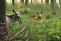 Cow moose with baby moose seen in SmÃÂ¥land. An impressive experience