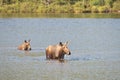 Cow moose and calf Royalty Free Stock Photo