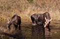 Cow moose and calf Royalty Free Stock Photo