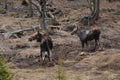 Cow moose and calf in Algonquin Park Royalty Free Stock Photo