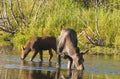 Cow Moose and calf feeding Royalty Free Stock Photo