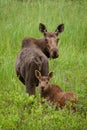 Cow moose and calf in a meadow Royalty Free Stock Photo