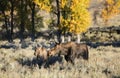 Cow moose and calf at sunrise in fall Royalty Free Stock Photo