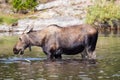 A cow moose eating