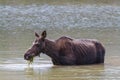 Cow Moose Eating Grass in a Lake. - Shiras Moose in the Rocky Mo Royalty Free Stock Photo