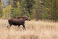 Cow Moose in Fall Royalty Free Stock Photo