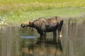 Cow Moose feeding Royalty Free Stock Photo
