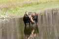 Cow Moose feeding Royalty Free Stock Photo