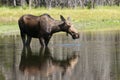 Cow Moose feeding Royalty Free Stock Photo